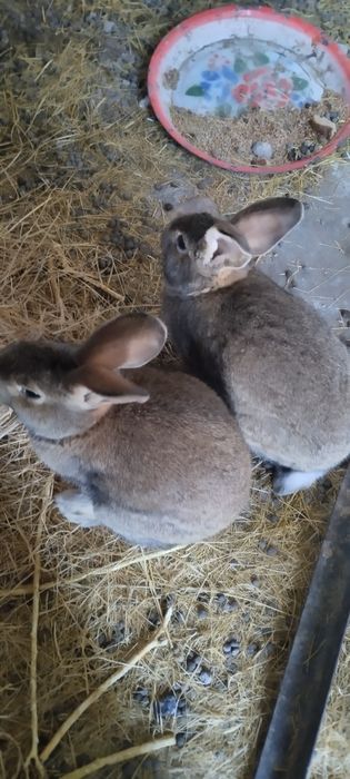 Срочно продам двух кролов