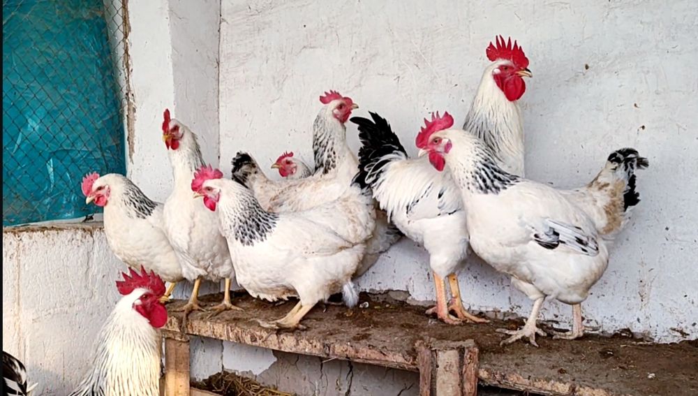 Серебристий Адлер товуклар  тухум жужалари сотилади