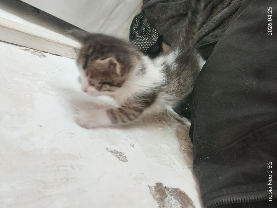 Котята даром или (тигры)