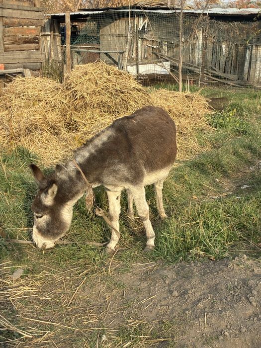 Осел продаю молодой