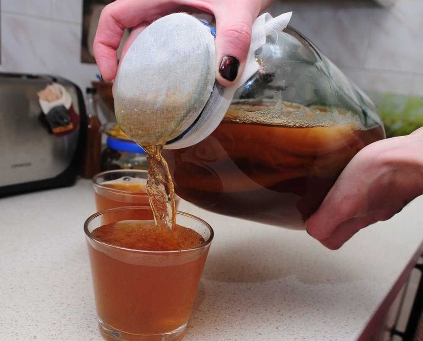 Чайный гриб комбуча