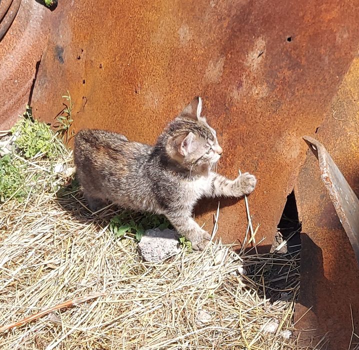 Donez  pisoi tarcat  obișnuiți cu oamenii și la litiera