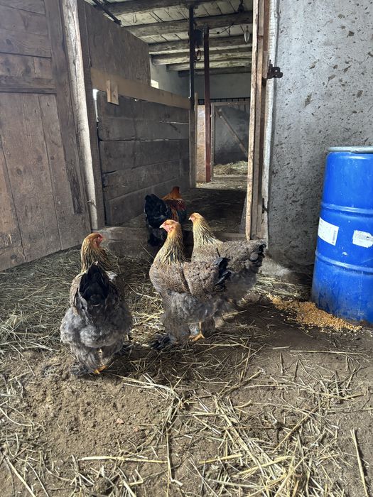 Gaini brahma potarnichiu