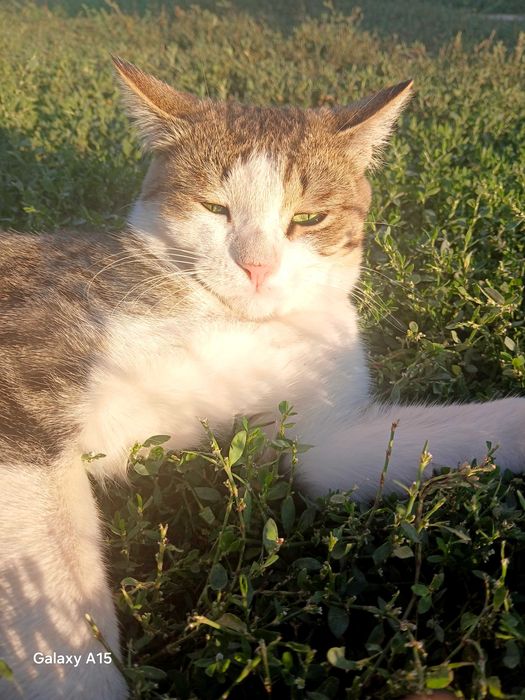 Отдам кота даром