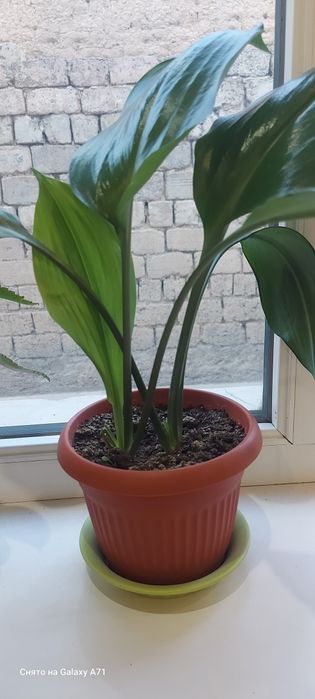 Комнатные растения