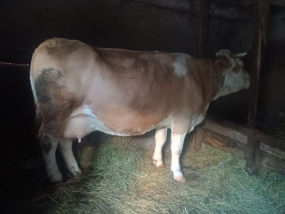 Vând vaca de 6 ani gestanta de 6 luni cu 13 litri de lapte la zi