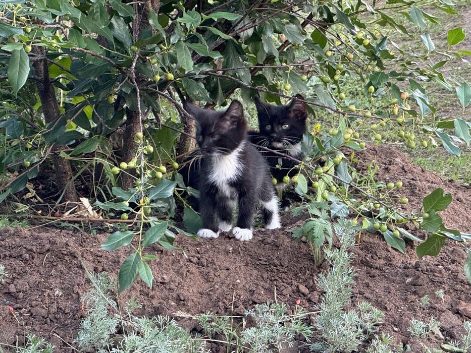 Отдадим котят в добрые руки , мальчик и девочка