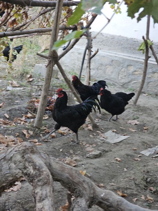 Bramalar va Jersey Giant xurozlar sotiladi, 5–7 oylik sog‘lom zotlar!