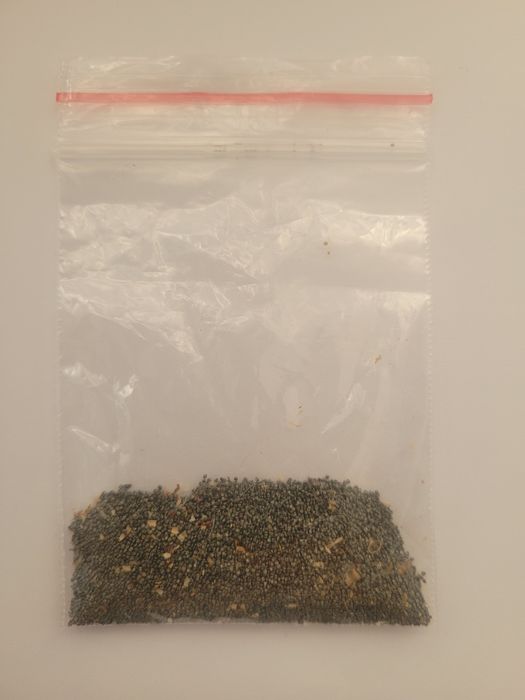 Семена за калдъръмчета микс