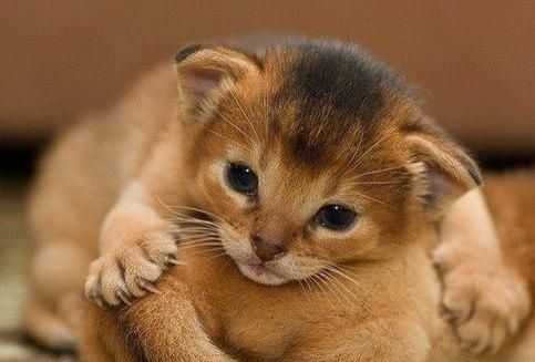 Чистокровные  Абиссины. Алматы. Под Резерв