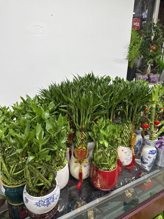 Оригинальный бамбук в керамике