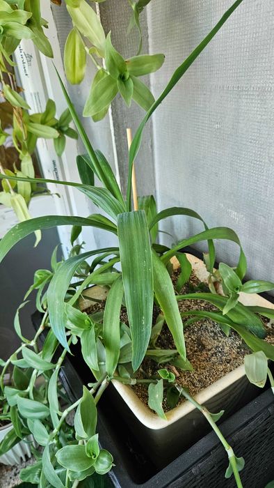 Продавам цветя от личната си колекция