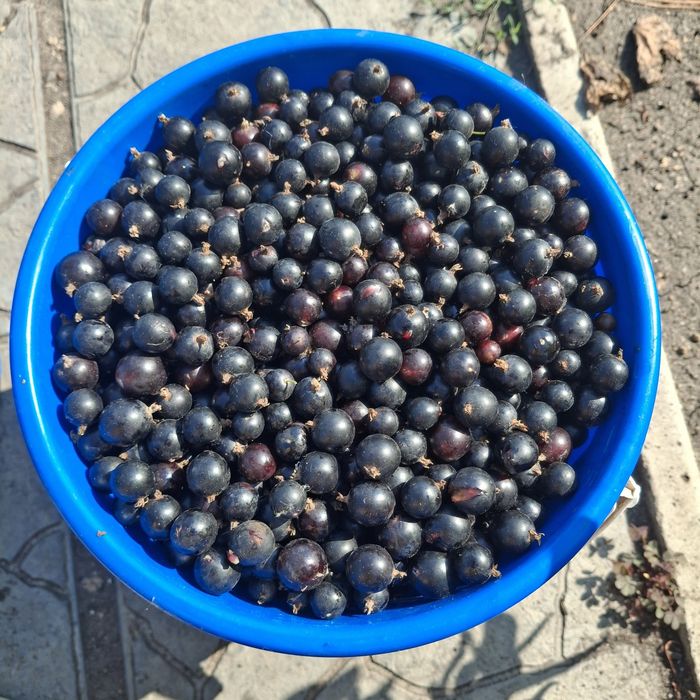Продам чёрную смородину