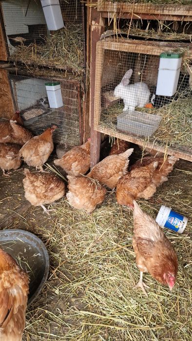 Vand găini crescute la țară cu porumb