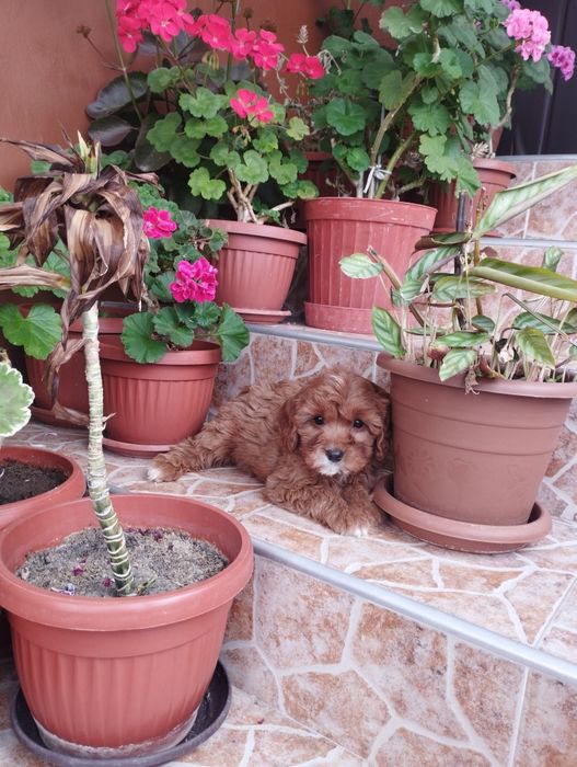 Кавапу Cavapoo .