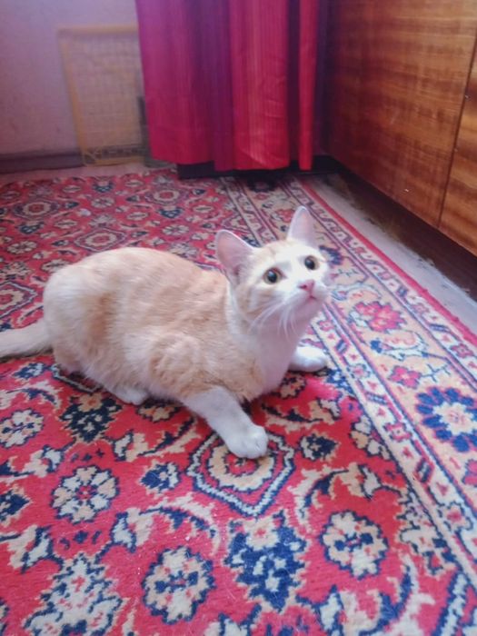 Котик в добрые руки