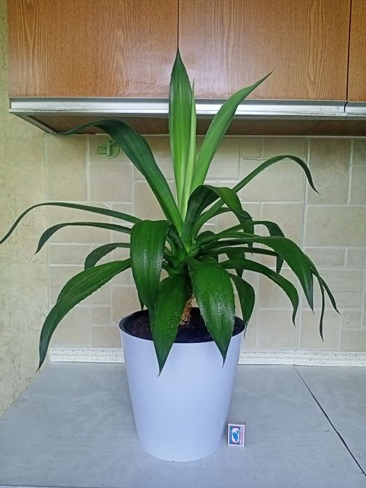 Агава, многолетняя