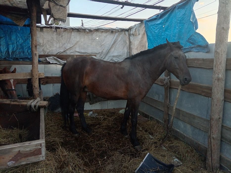 Продам кабылу 830