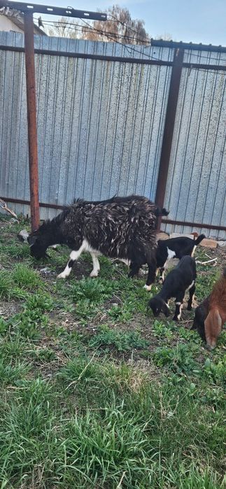 Козы разных пород