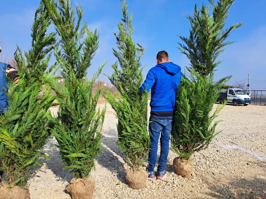 Vând leylandii chiparos la preț mic