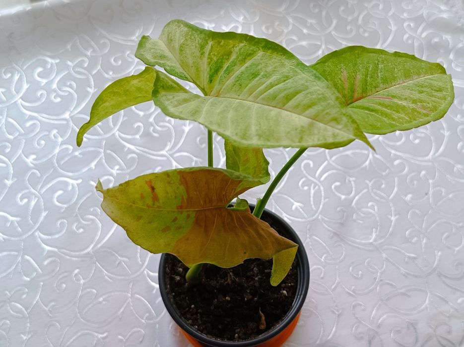 Сингониум Конфетти