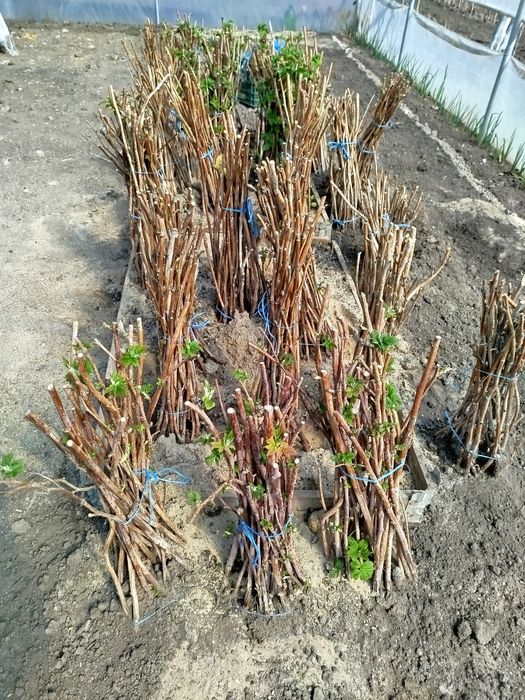 Butași de zmeură soiul Polka