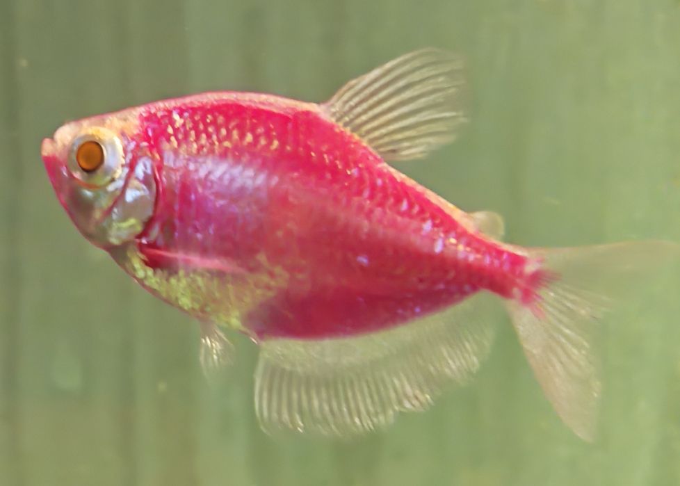 Аквариум с рибки, 120 литра