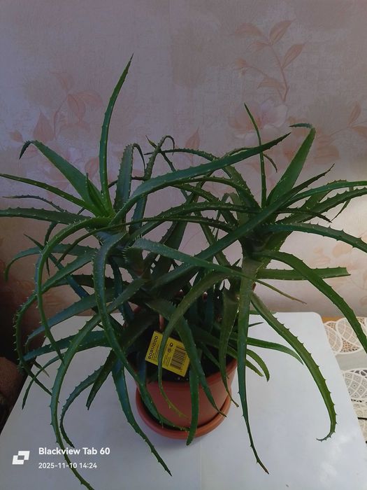 Алоэ древовидное (столетник)