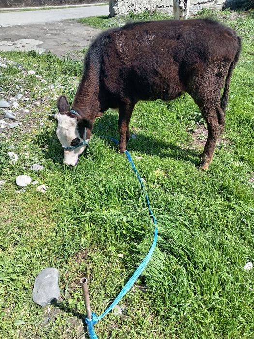 Кочарча сотилади