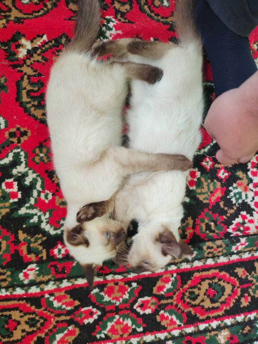 siyam musuhuklari sotiladi