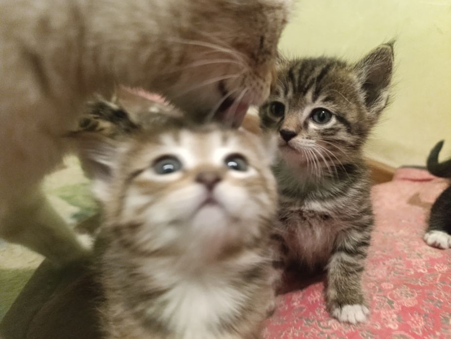 Отдам даром Котята