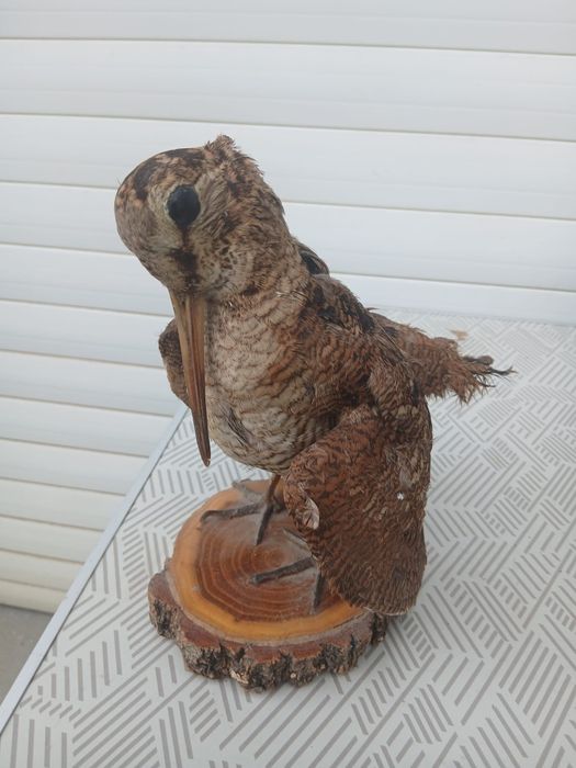 Păsări  împăiate