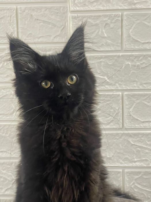 Maine Coon cu părinții campion