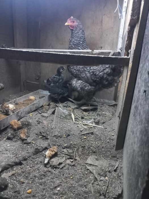 Жерлік тауыктар сатылады