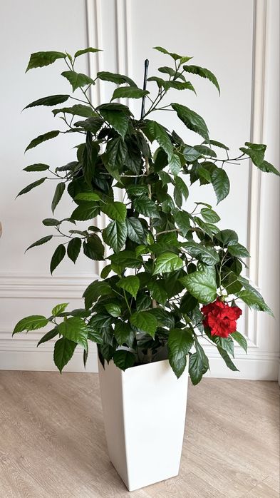 Махровый гибискус (китайская роза)