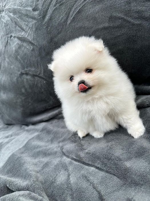 Pomeranian mini spitz