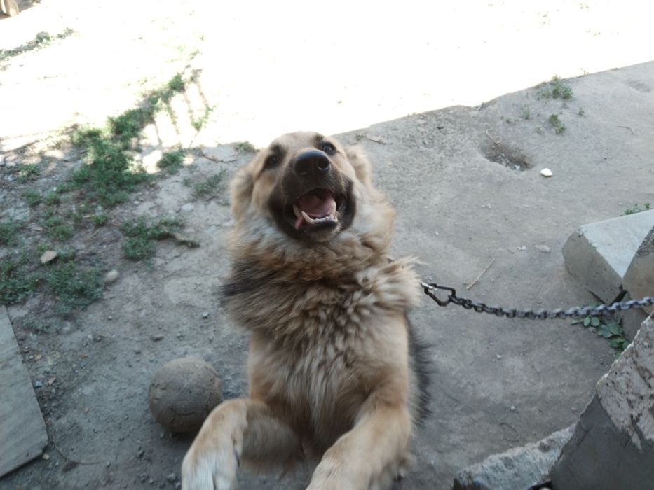 Собака женского пола