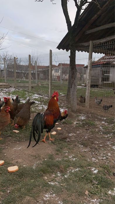 Vand sau schimb cocos rasa italian potarnichiu