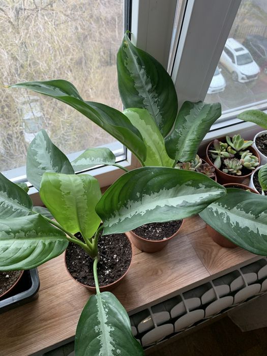 Уникальные цветы