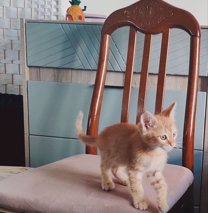 Котят ищут новый ДОМ!