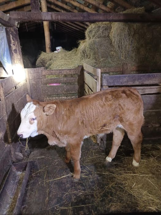 Vind Vițel baltat !