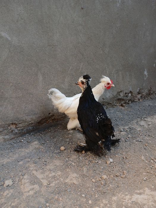 Avtobusda xitoylik ayol bilan porno