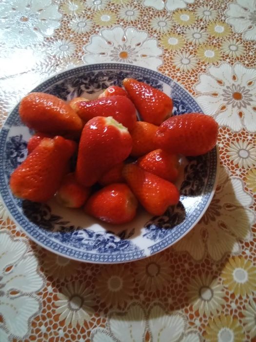 Продавам ягоди- разсад