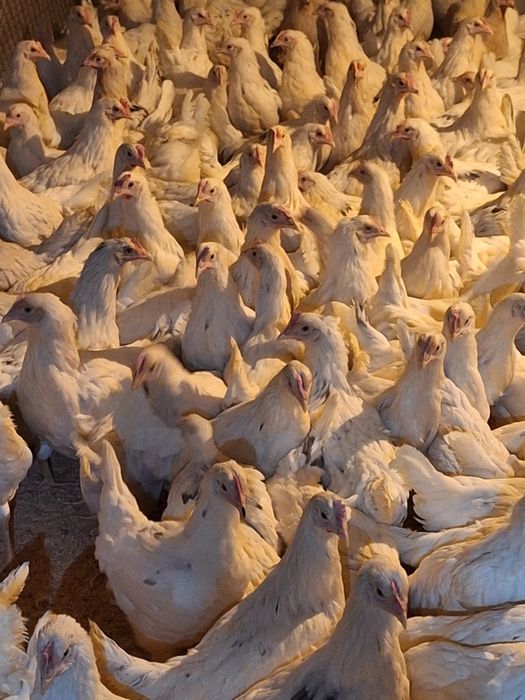 Куры несушки  Коррал