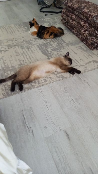 Кот в ответственные руки