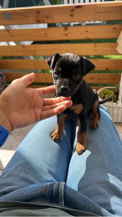 Donez Pinscher pitic ,rasã purã,femelã