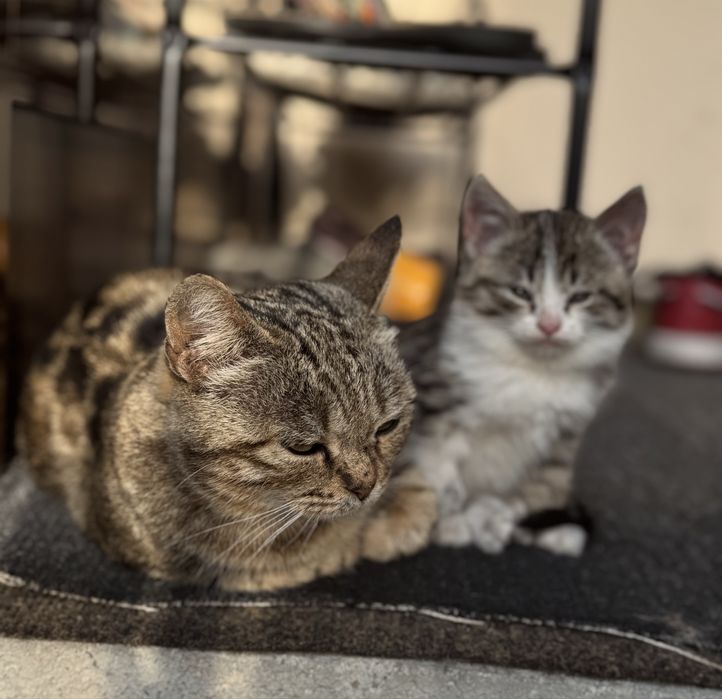 Отдам в добрые руки кошечек