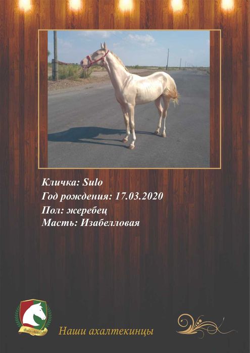 Ахалтекинская жеребец продаётся