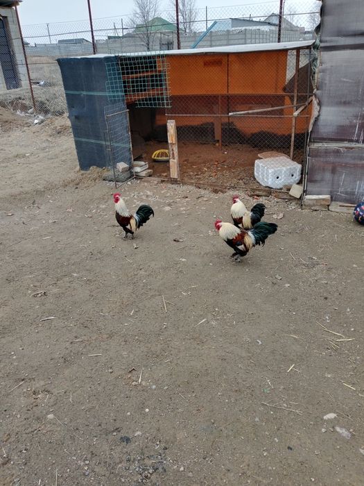 Продам карликовыйе петушки