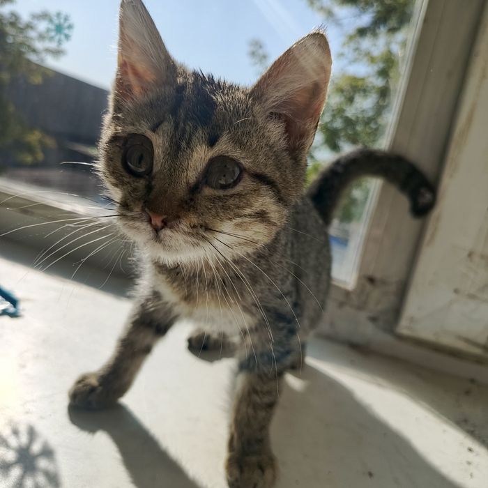Отдаем котенка в добрые руки